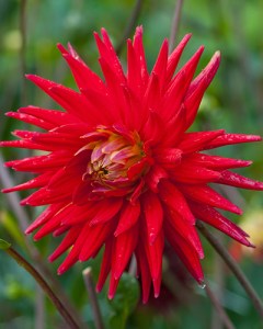 Dahlia Red Pigmy6